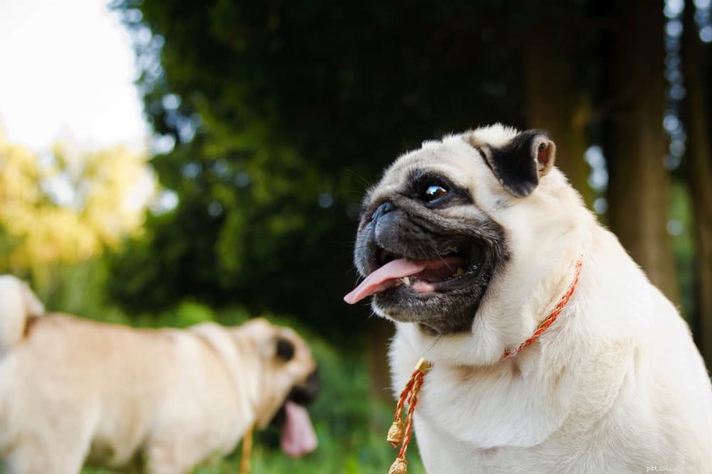 Dog Obesity: Risks, Symptoms, and Proven Weight‑Loss Solutions