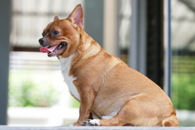 Dog Obesity: Risks, Symptoms, and Proven Weight‑Loss Solutions