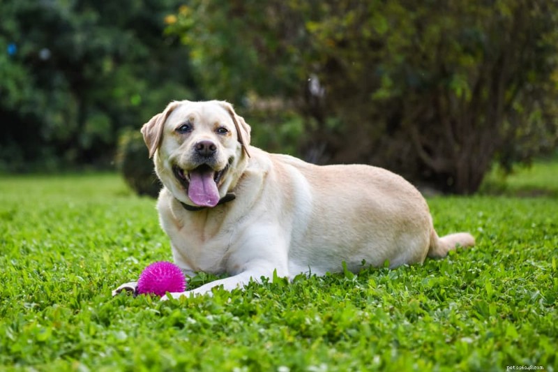 Dog Obesity: Risks, Symptoms, and Proven Weight‑Loss Solutions