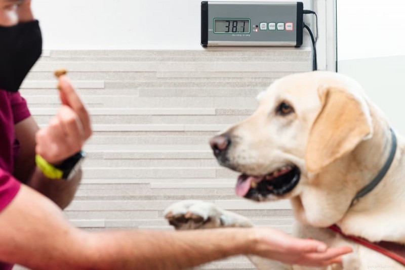 Dog Obesity: Risks, Symptoms, and Proven Weight‑Loss Solutions