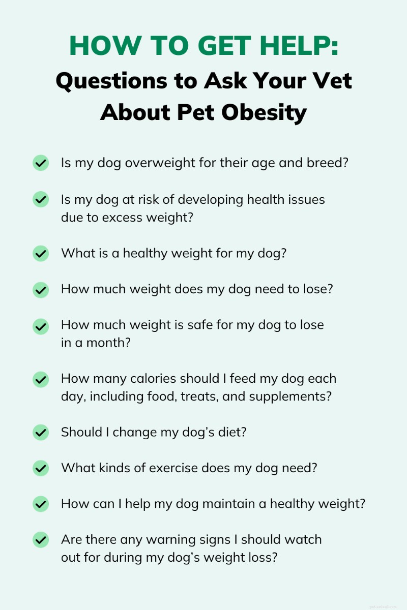 Dog Obesity: Risks, Symptoms, and Proven Weight‑Loss Solutions
