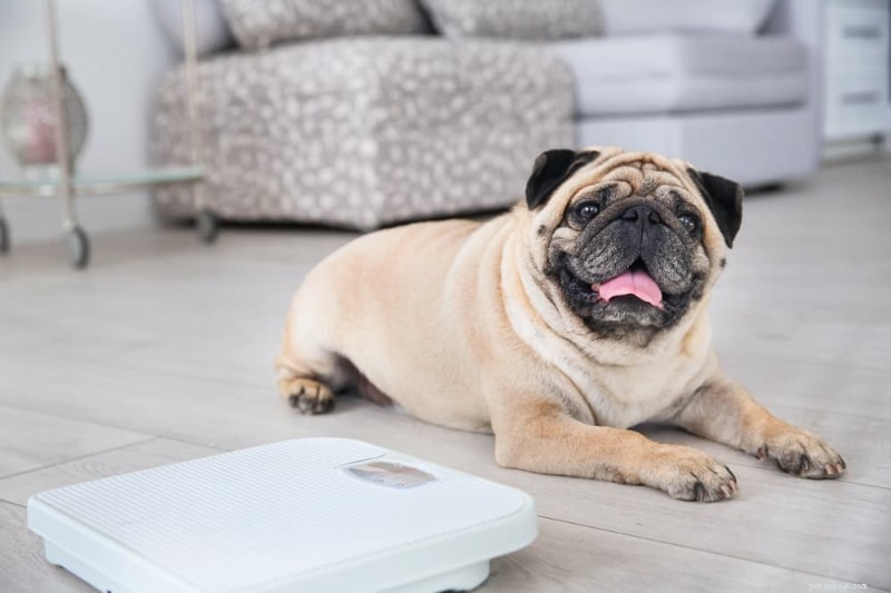Dog Obesity: Risks, Symptoms, and Proven Weight‑Loss Solutions