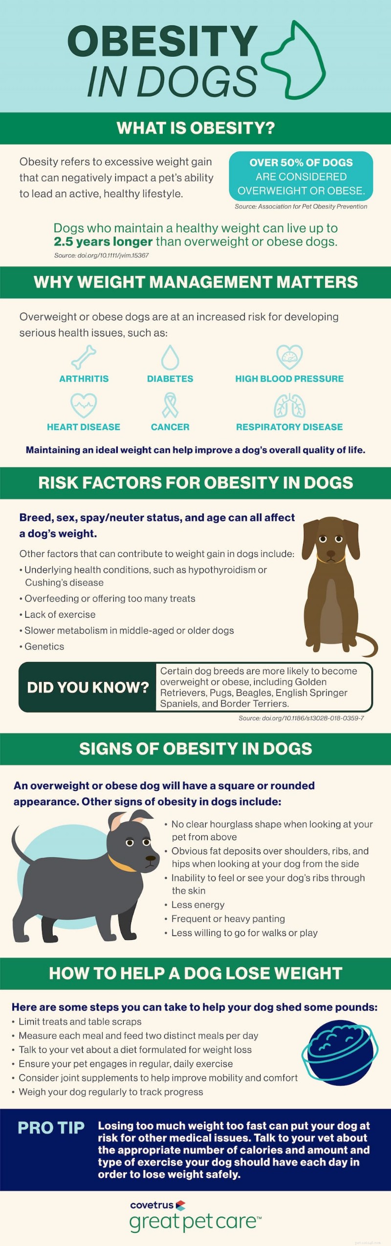 Dog Obesity: Risks, Symptoms, and Proven Weight‑Loss Solutions