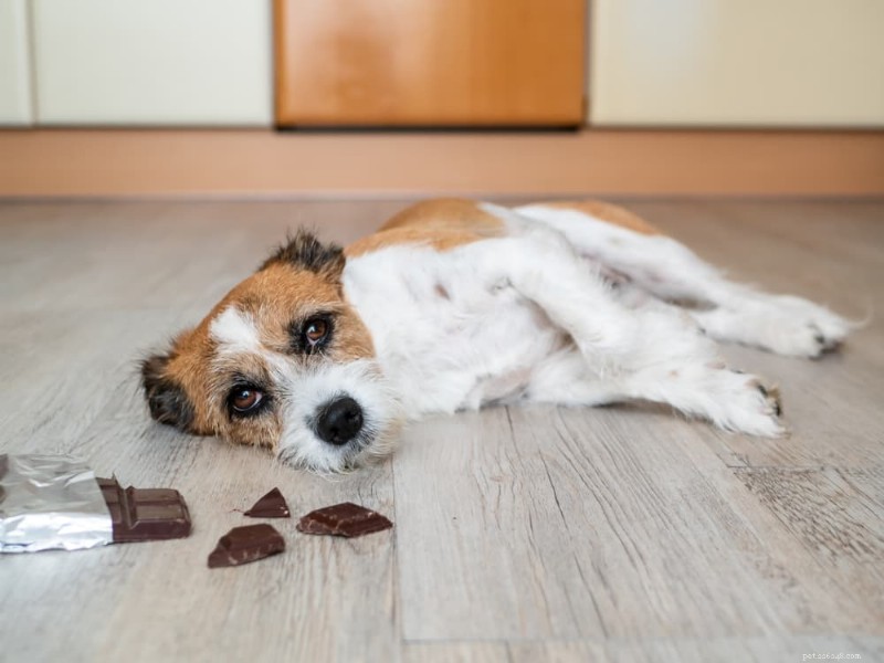 Top 9 Dangerous Toxins That Can Trigger Seizures in Dogs