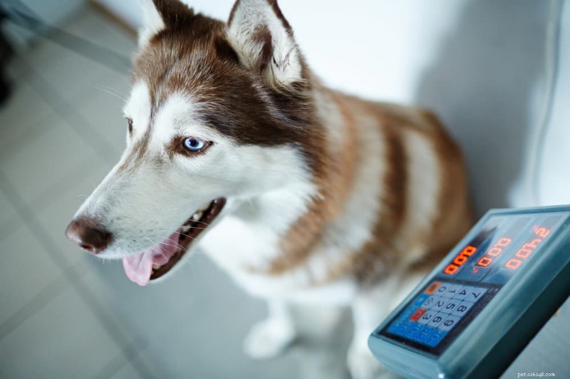 Determining Your Dog s Ideal Weight: A Comprehensive Guide