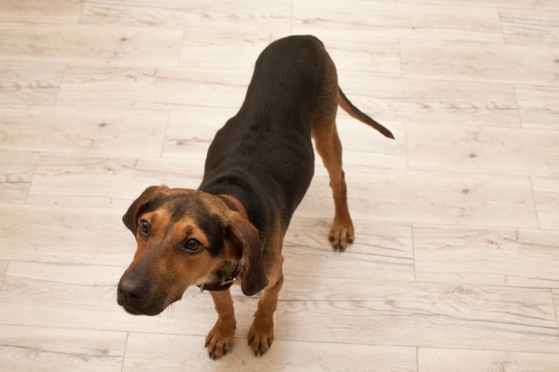 Determining Your Dog s Ideal Weight: A Comprehensive Guide