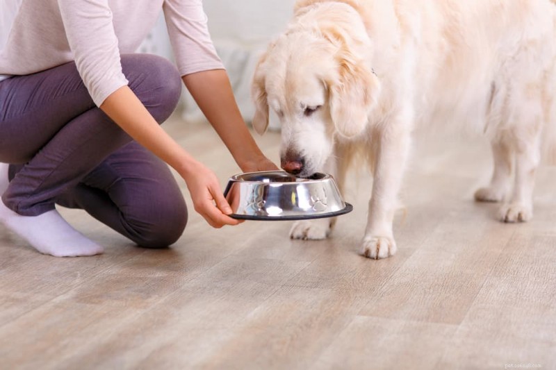 Managing Dog Diabetes: Expert Treatment Plan & Cost Guide