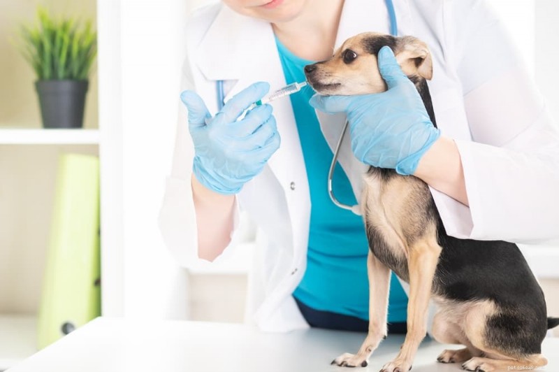 Dog Laxatives: Safe Constipation Relief and Key Side‑Effect Tips