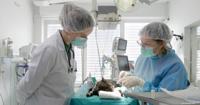 Cat Bladder Stone Surgery: Costs, Recovery, and Care Tips