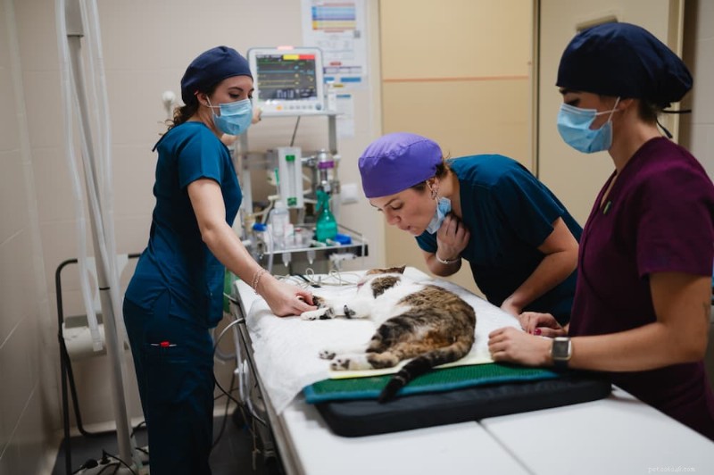 Cat Intestinal Blockage Surgery: Costs, Care, and Recovery Guide