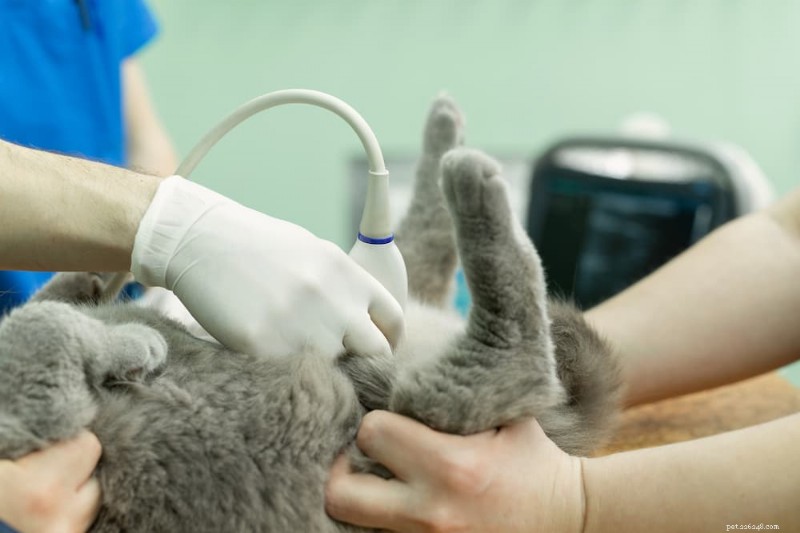 Cat Intestinal Blockage Surgery: Costs, Care, and Recovery Guide