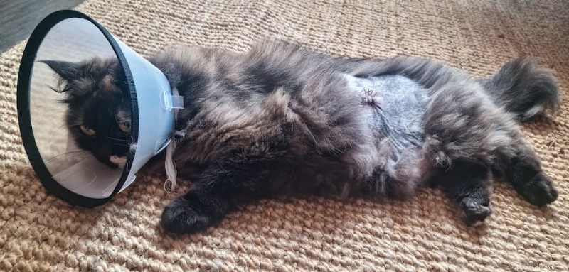 Cat Intestinal Blockage Surgery: Costs, Care, and Recovery Guide