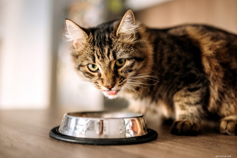 Do Cats Burp? Understanding Normal vs. Unusual Burping in Cats