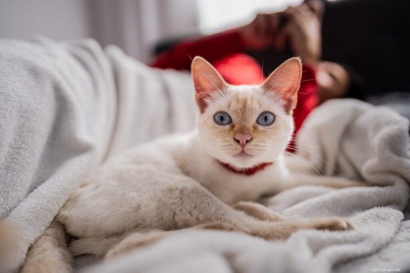 Do Cats Burp? Understanding Normal vs. Unusual Burping in Cats