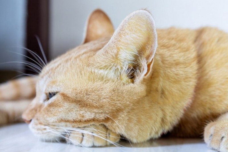 Cat Vomiting Blood: Symptoms, Causes, and Immediate Care Steps