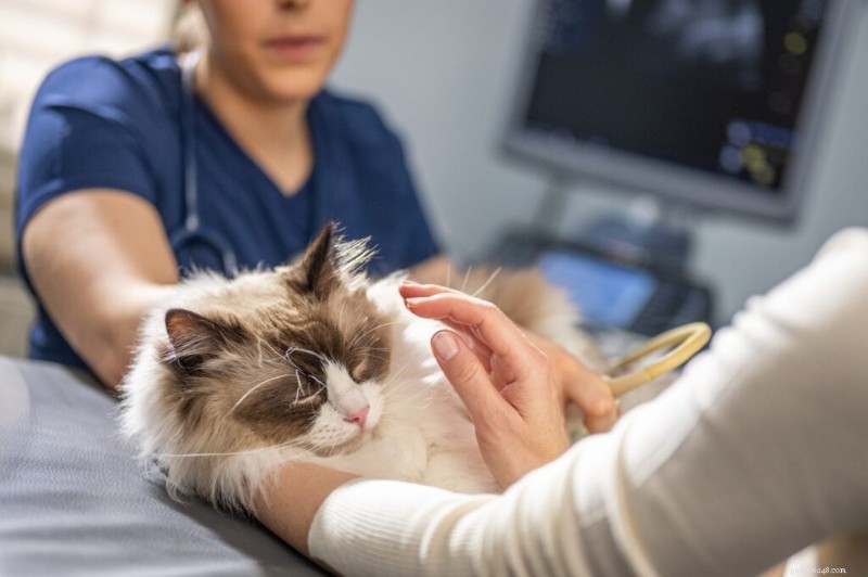Cat Vomiting Blood: Symptoms, Causes, and Immediate Care Steps