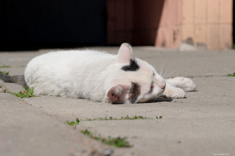 Cat Vomiting Blood: Symptoms, Causes, and Immediate Care Steps