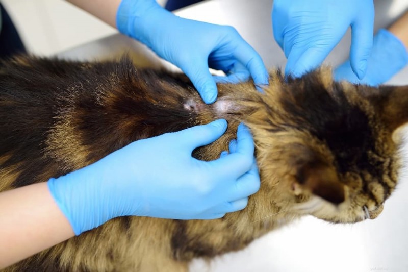 Understanding Cat Hair Loss: Causes, Symptoms, and Effective Solutions