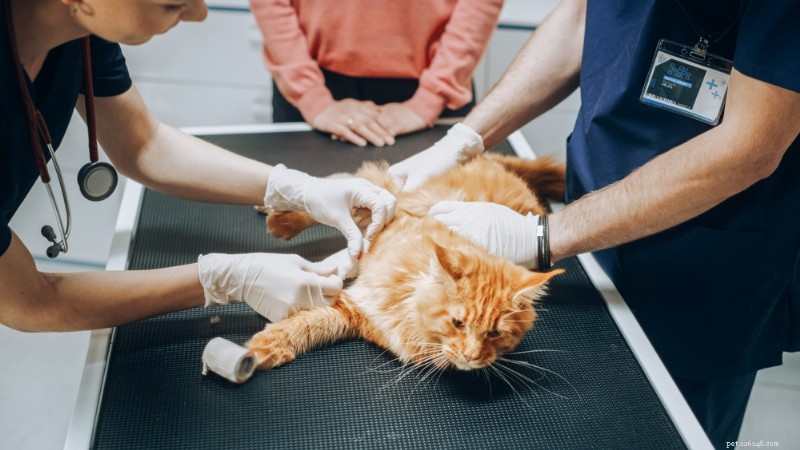 Understanding Cat Lumps: Types, Causes, and When to See a Vet