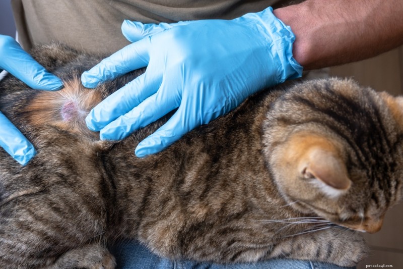 Understanding and Treating Dry Skin in Cats: Causes, Symptoms, and Remedies