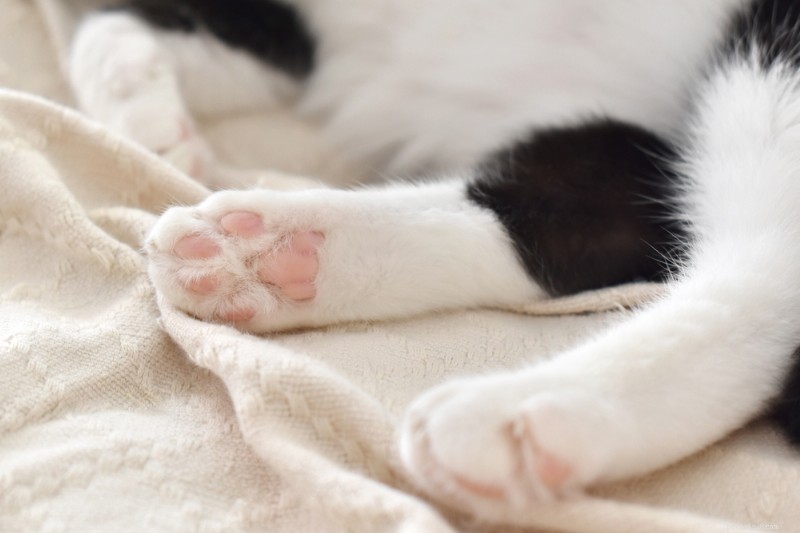Cat Paws Explained: Anatomy, Care, and Protection Tips