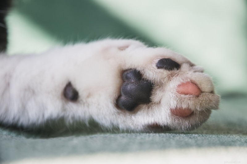 Cat Paws Explained: Anatomy, Care, and Protection Tips