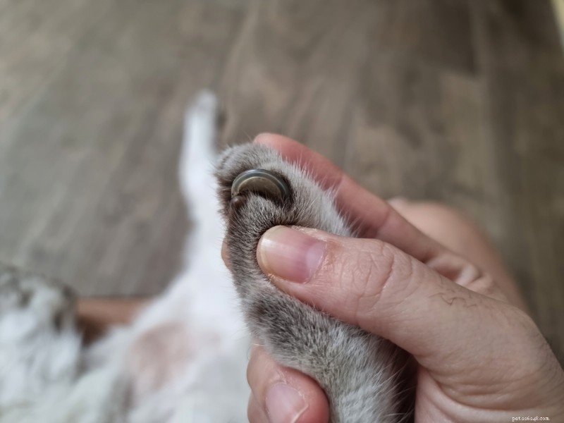 Cat Paws Explained: Anatomy, Care, and Protection Tips