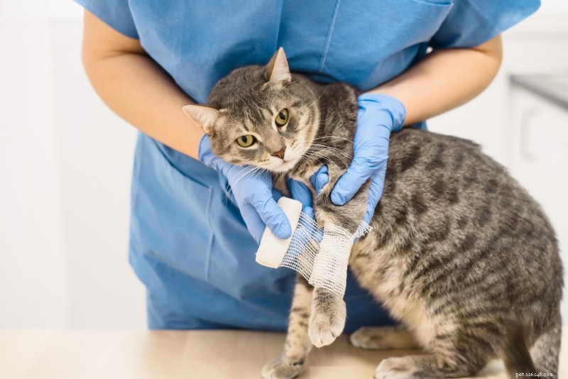 Cat Paws Explained: Anatomy, Care, and Protection Tips