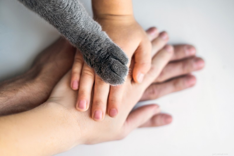 Cat Paws Explained: Anatomy, Care, and Protection Tips