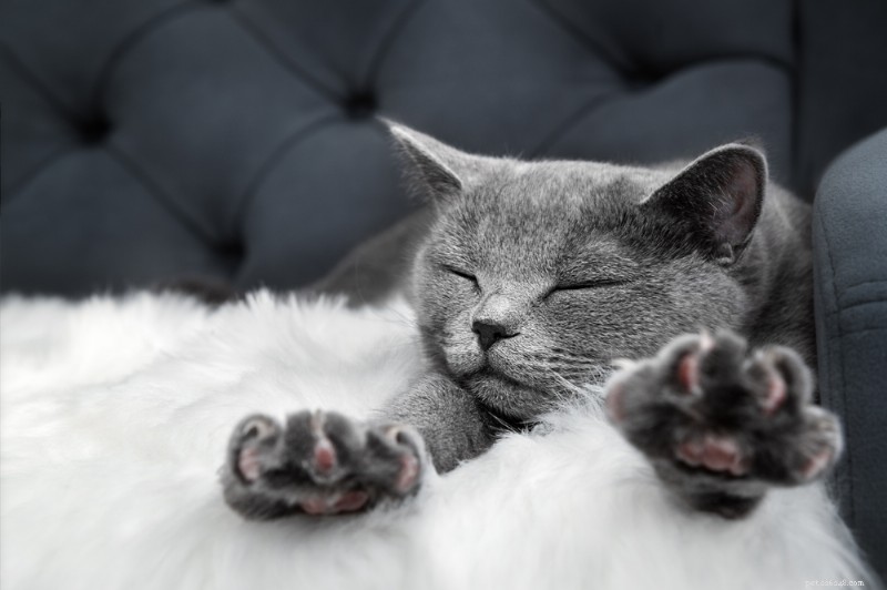Cat Paws Explained: Anatomy, Care, and Protection Tips