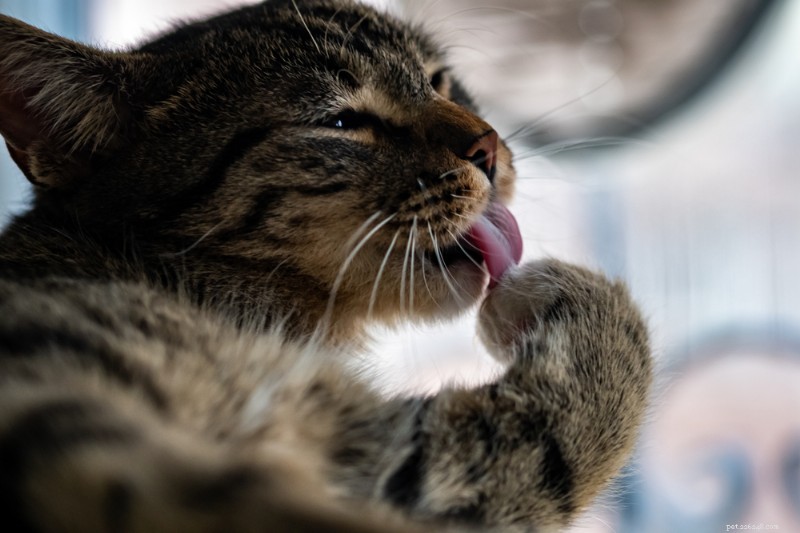 Cat Paws Explained: Anatomy, Care, and Protection Tips