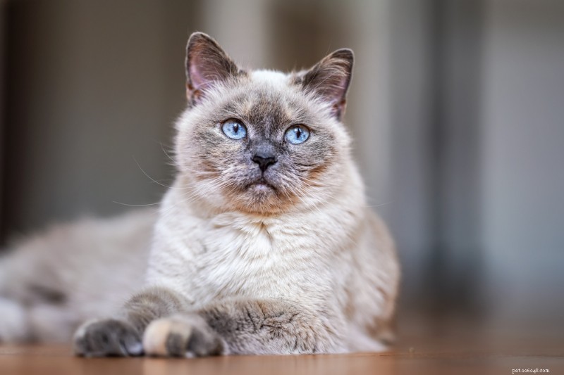 Cat GI Lymphoma: Symptoms, Causes, and Treatment Strategies