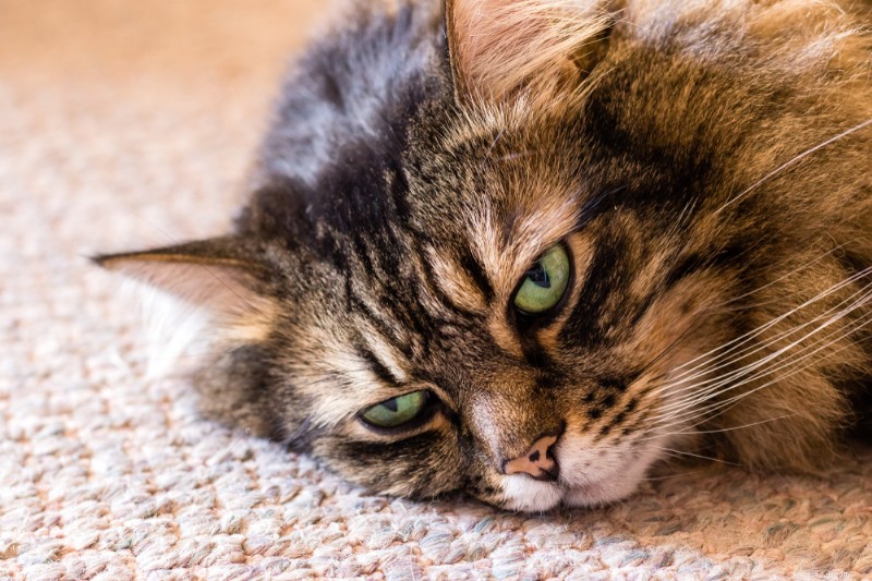 Cat GI Lymphoma: Symptoms, Causes, and Treatment Strategies
