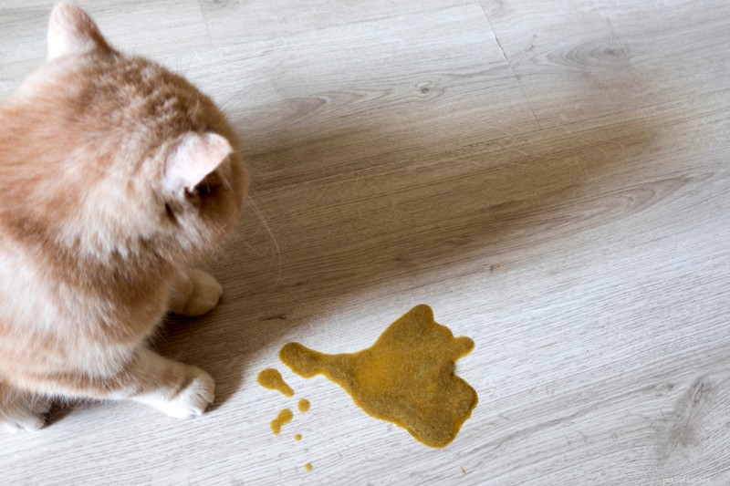 What to Do if Your Cat Vomits Brown Liquid: Signs, Causes, and Treatment