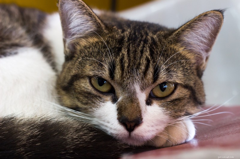 What to Do if Your Cat Vomits Brown Liquid: Signs, Causes, and Treatment