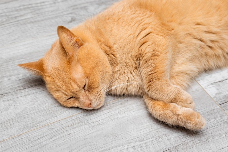 What to Do if Your Cat Vomits Brown Liquid: Signs, Causes, and Treatment