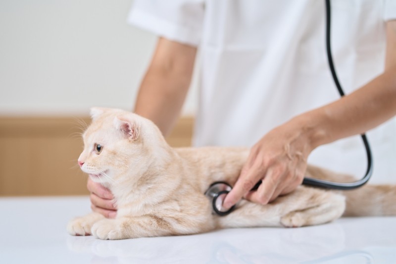 What to Do if Your Cat Vomits Brown Liquid: Signs, Causes, and Treatment