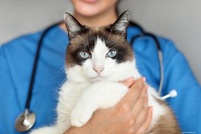 What to Do if Your Cat Vomits Brown Liquid: Signs, Causes, and Treatment