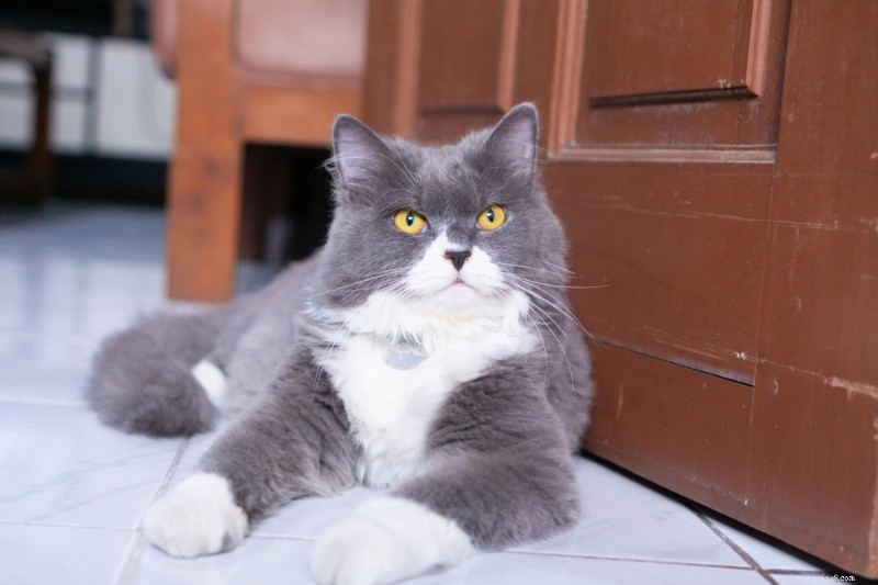 Understanding Cat Hip Dysplasia: Causes, Symptoms, and Effective Treatments