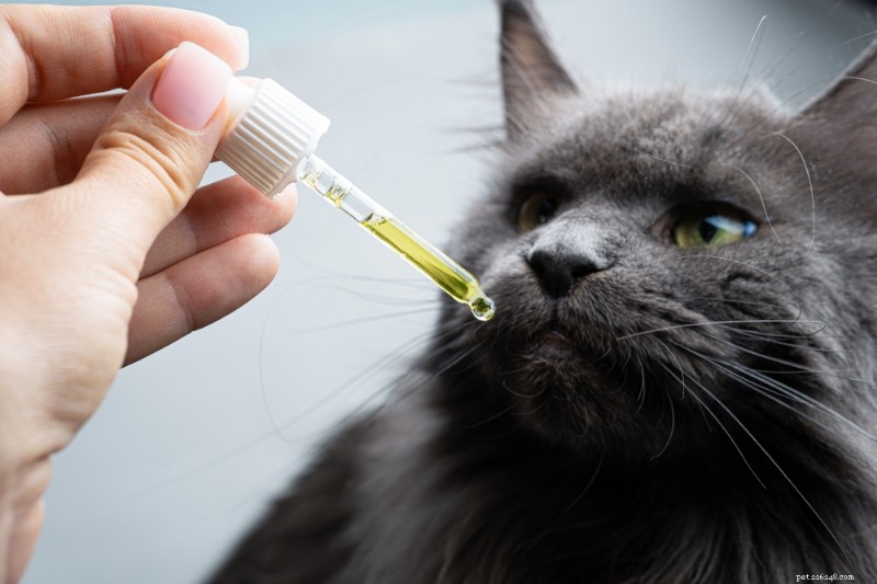 Understanding Cat Hip Dysplasia: Causes, Symptoms, and Effective Treatments