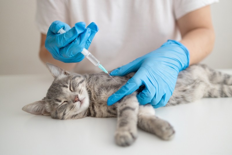 Understanding Cat Hip Dysplasia: Causes, Symptoms, and Effective Treatments