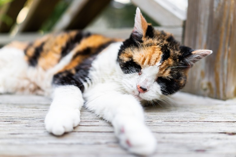 8 Clear Signs Your Cat May Be Approaching the End of Life