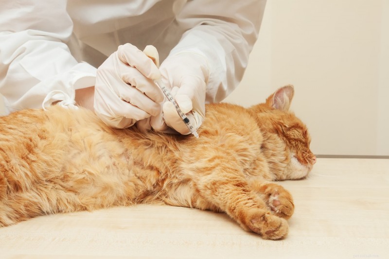 8 Clear Signs Your Cat May Be Approaching the End of Life