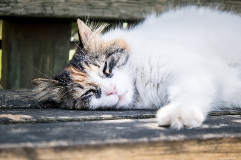 8 Clear Signs Your Cat May Be Approaching the End of Life