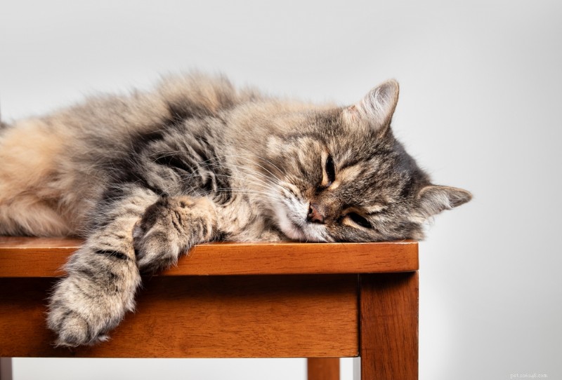 8 Clear Signs Your Cat May Be Approaching the End of Life