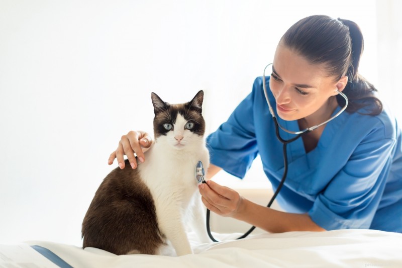 Yellow Vomit in Cats: Causes, Symptoms, and Effective Treatments