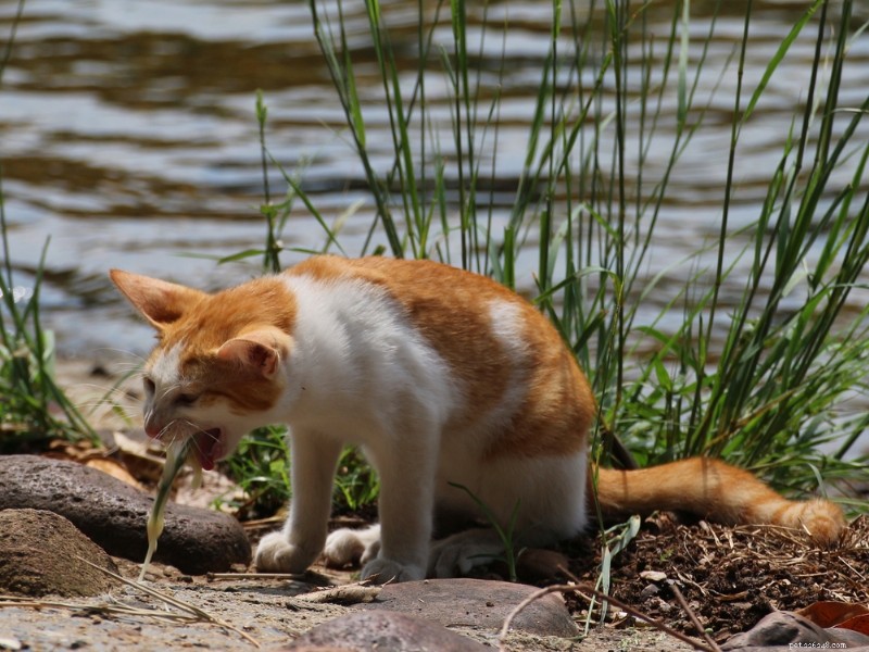 Yellow Vomit in Cats: Causes, Symptoms, and Effective Treatments