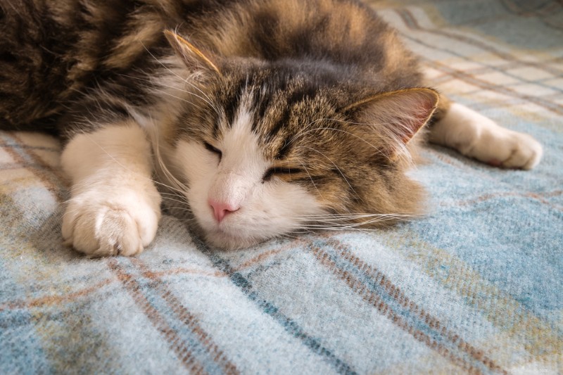 Yellow Vomit in Cats: Causes, Symptoms, and Effective Treatments