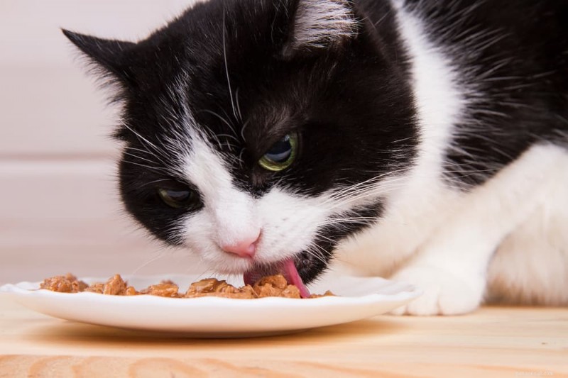 Expert Guide to Natural Pain Relief for Cats