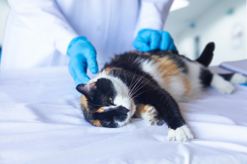 Expert Guide to Natural Pain Relief for Cats